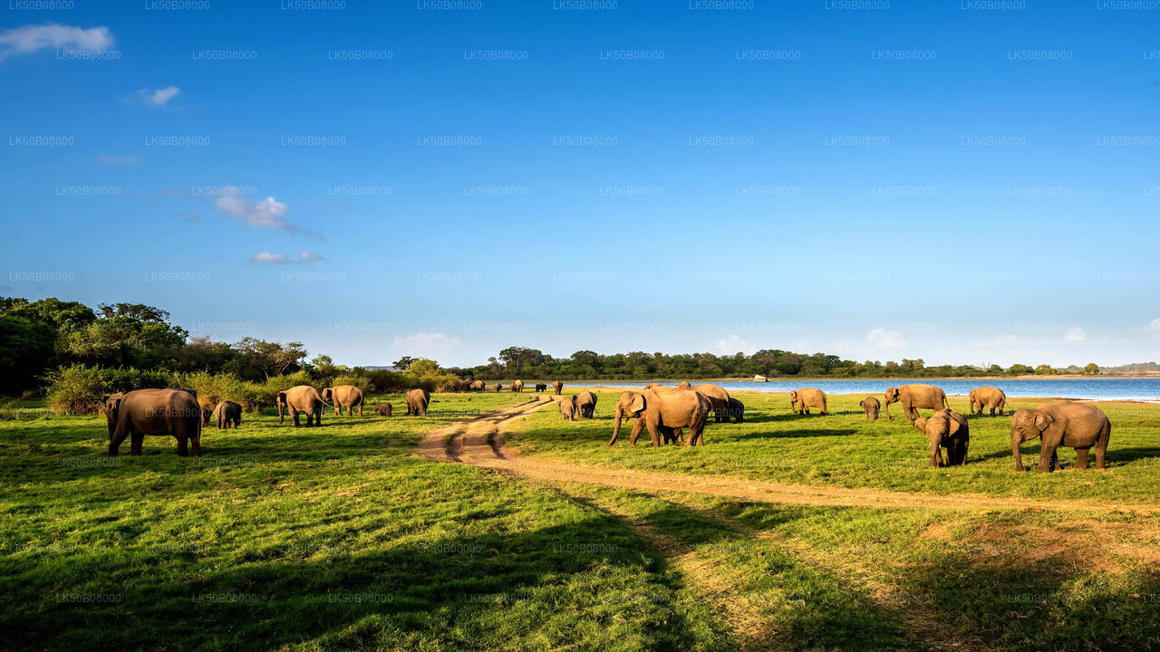 Den stora elefanten som samlar privat safari från Minneriya