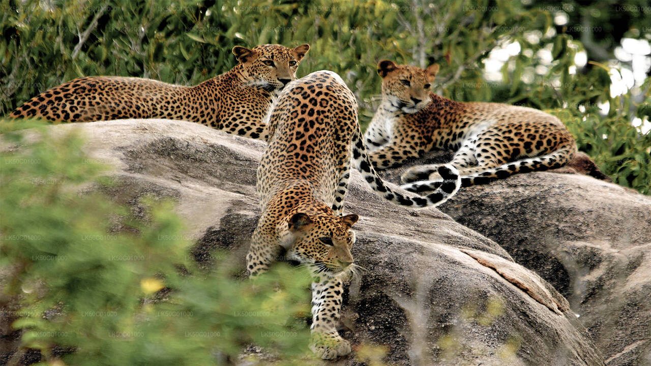 Yala National Park Privat Safari