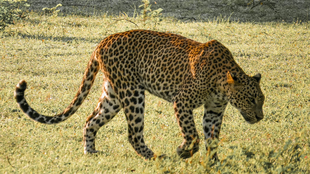 Yala National Park Privat Safari