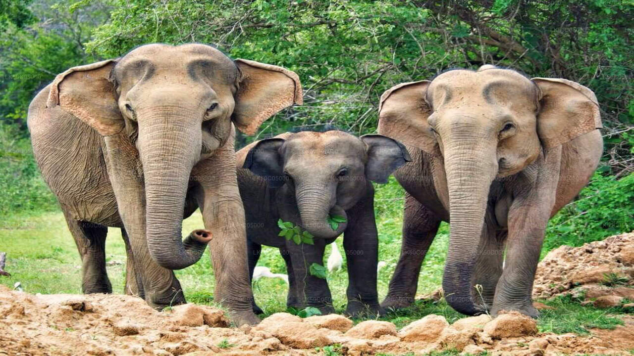 Yala National Park Safari från Tissamaharama