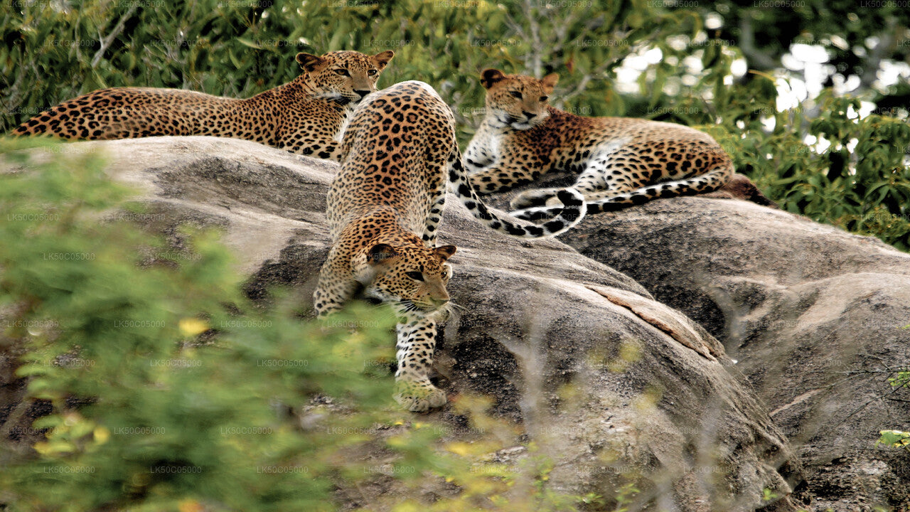 Yala National Park Safari från Tissamaharama