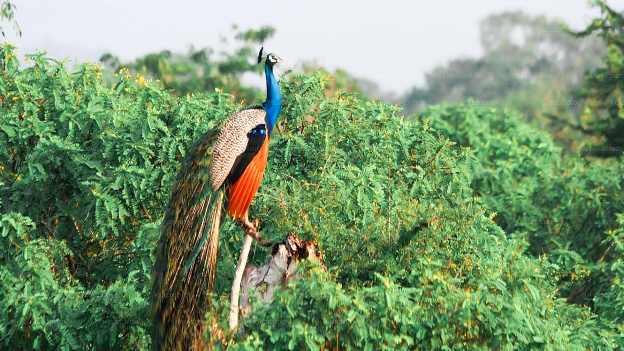 Yala National Park Safari från Tissamaharama