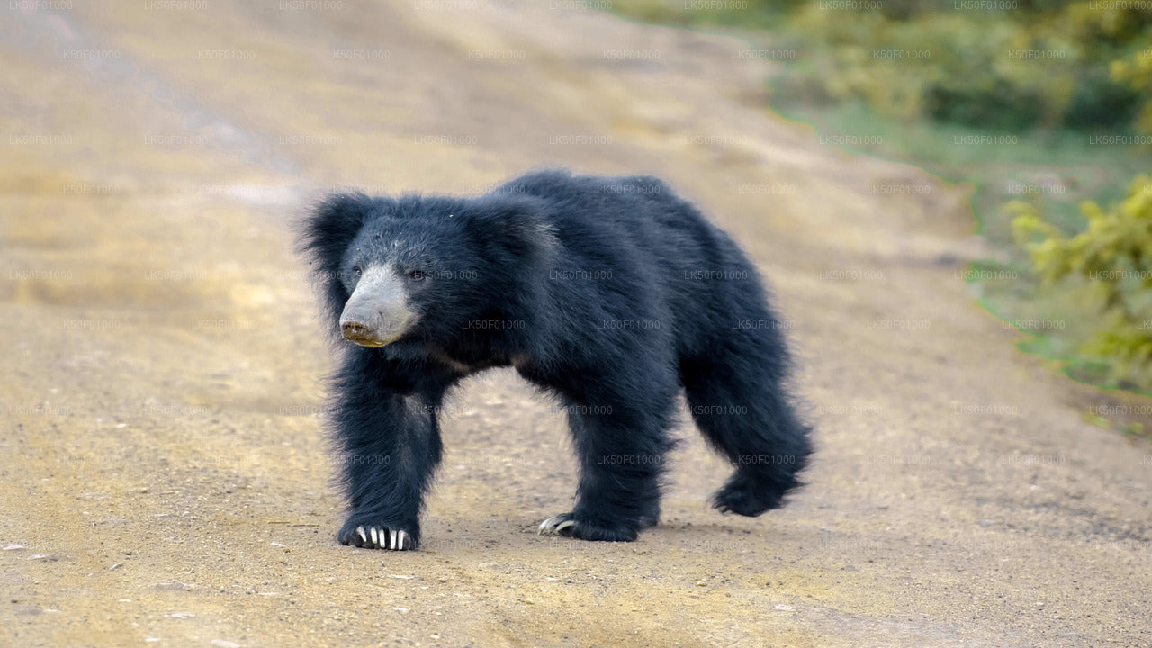 Wilpattu nationalpark privat safari