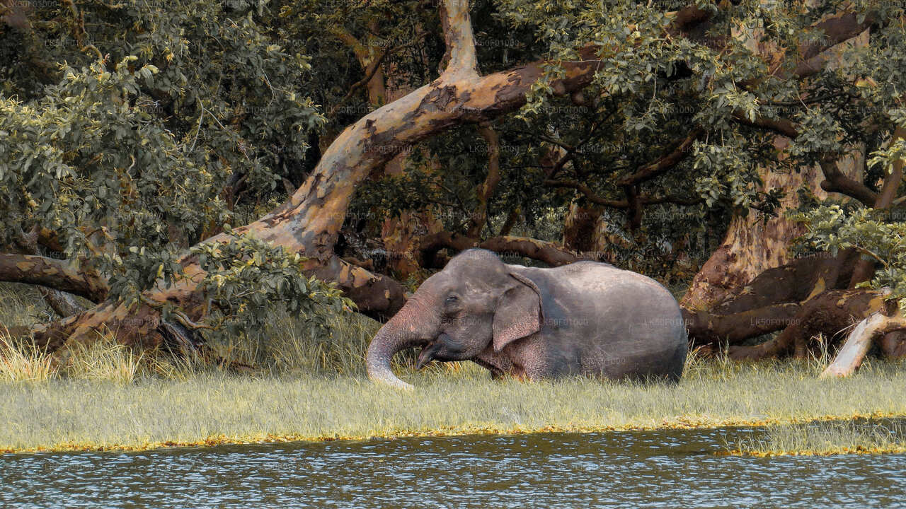 Wilpattu nationalpark privat safari