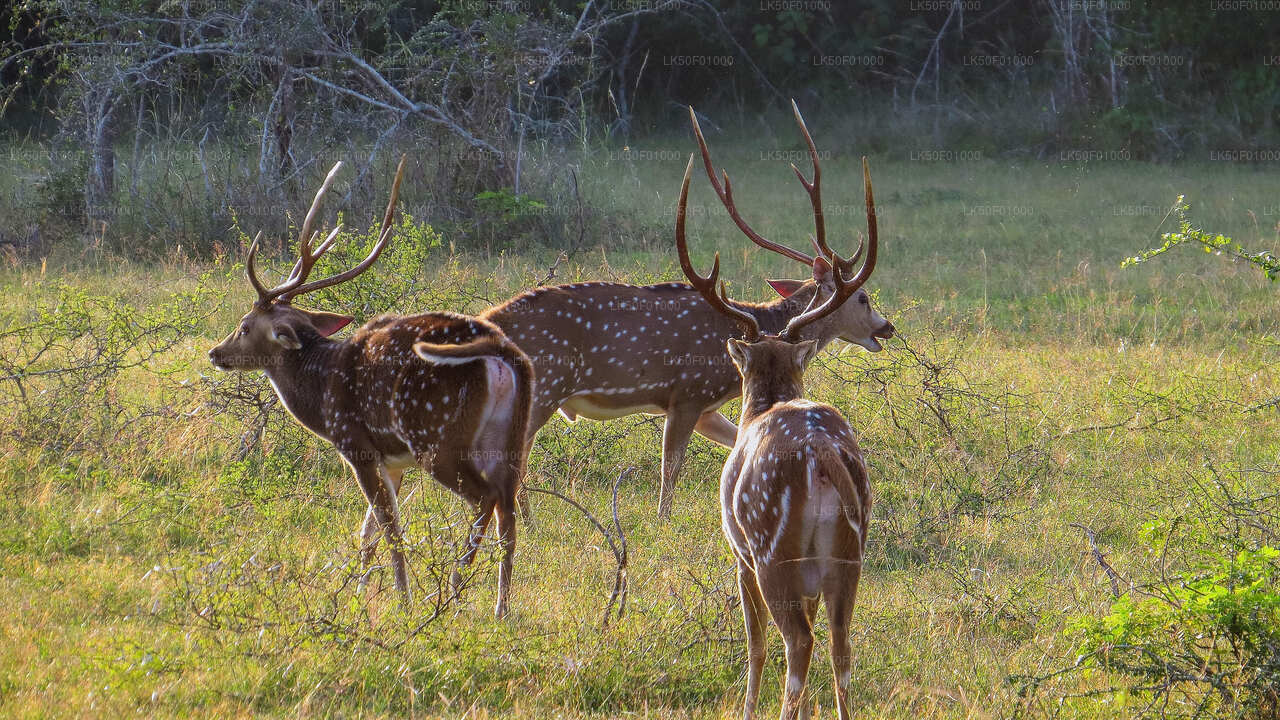 Wilpattu nationalpark privat safari