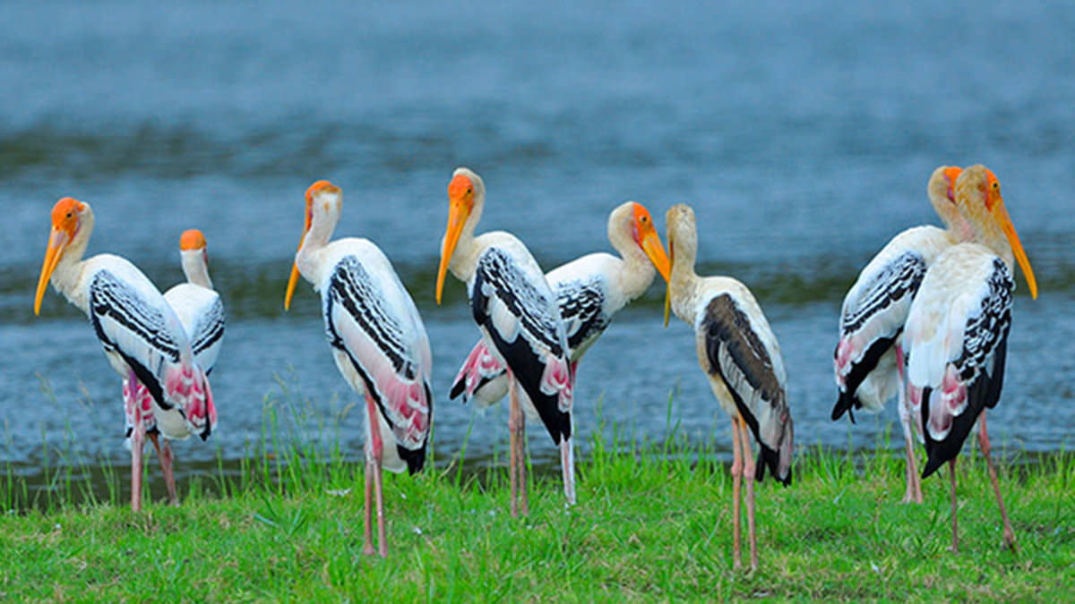 Bundala nationalpark Privat Safari