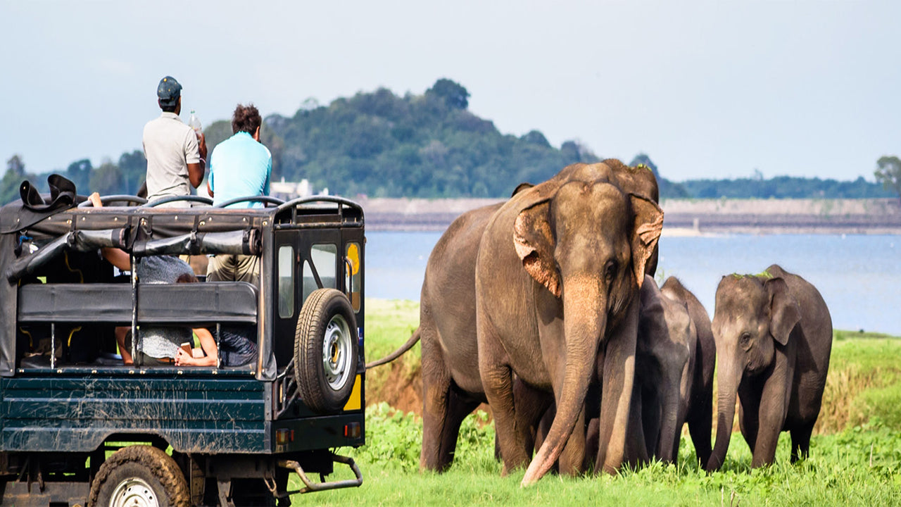 Bundala nationalpark Privat Safari