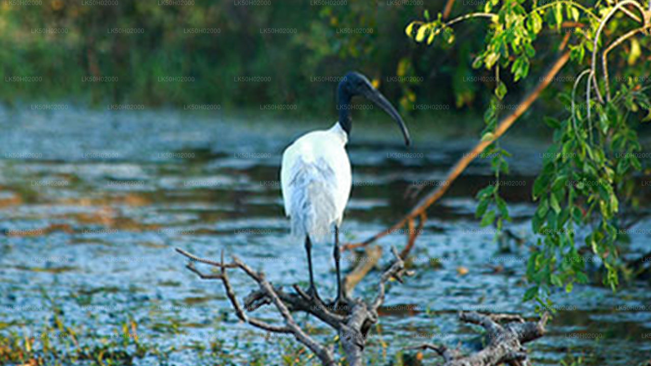 Bundala National Park Private Safari with Naturalist