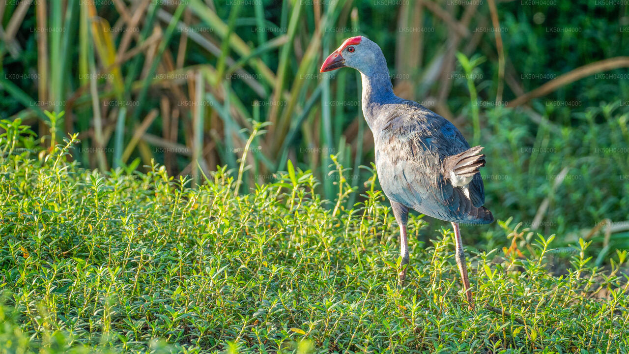 Birdwatching Safari at Bundala National Park from Tissamaharama