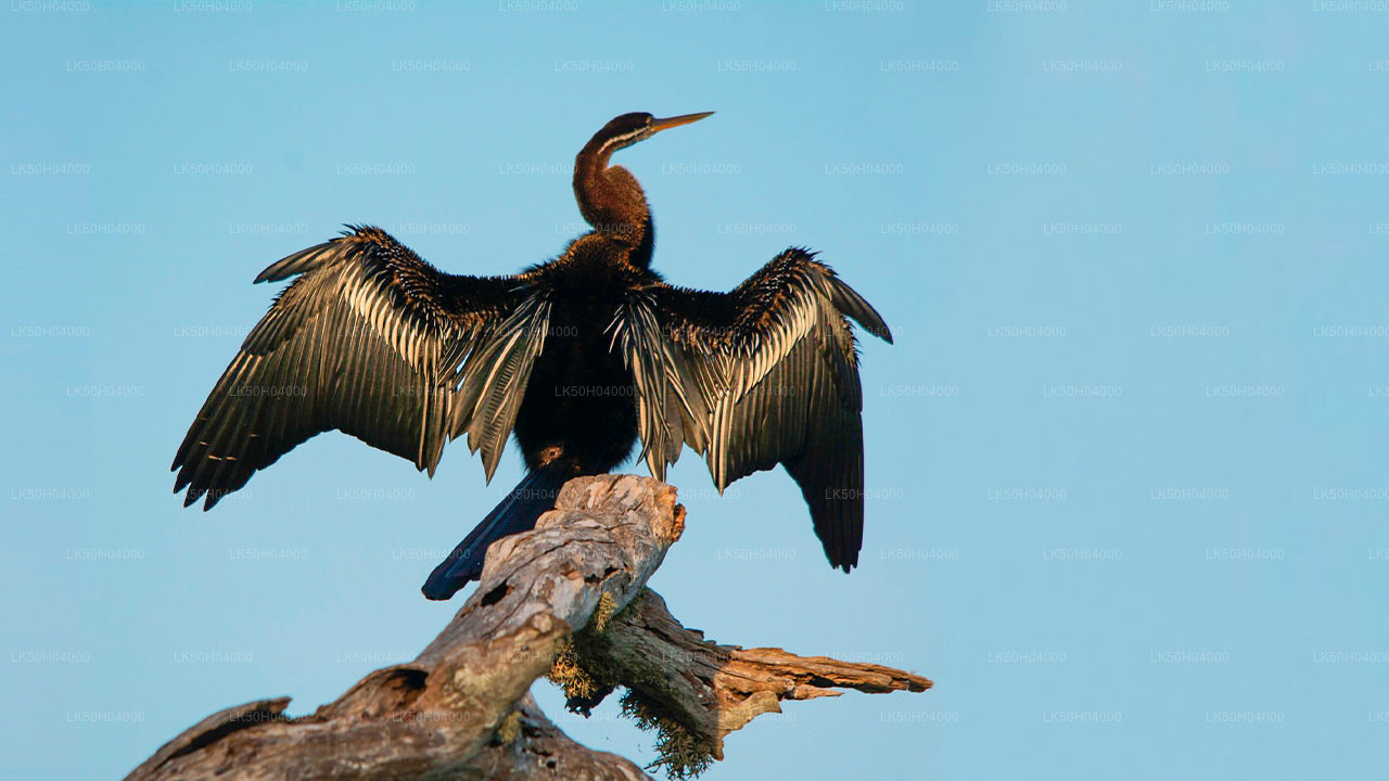 Birdwatching Safari at Bundala National Park from Tissamaharama