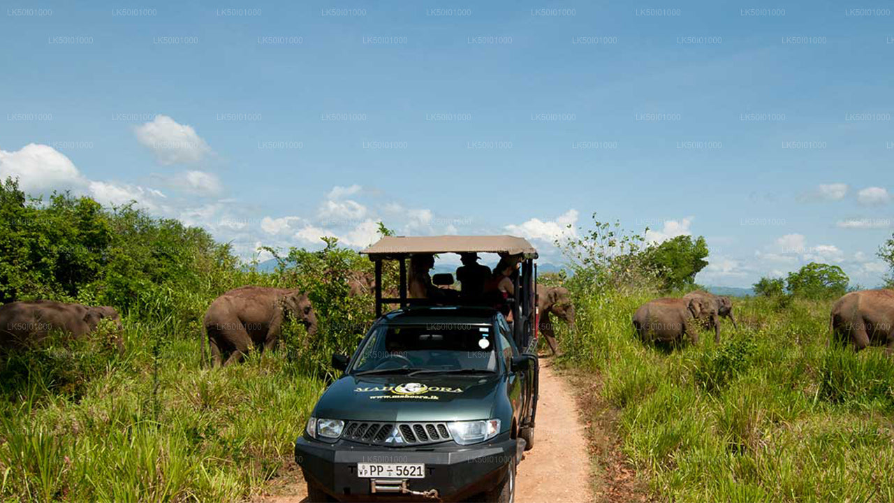 Wasgamuwa nationalpark Privat Safari