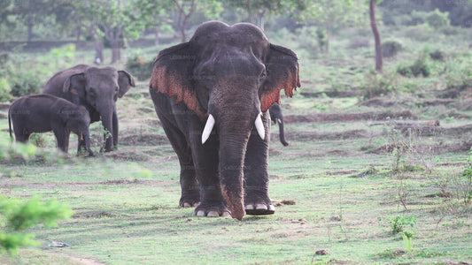 Kalawewa National Park Privat Safari