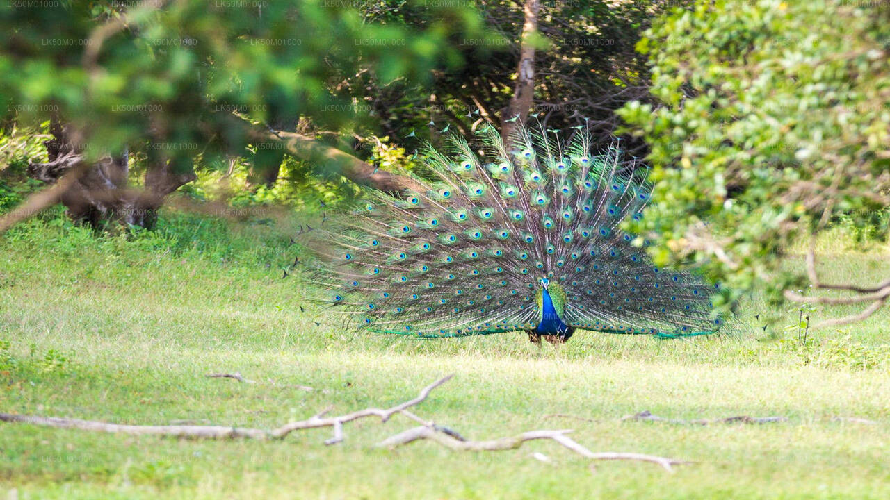 Lahugala Kitulana National Park Private Safari