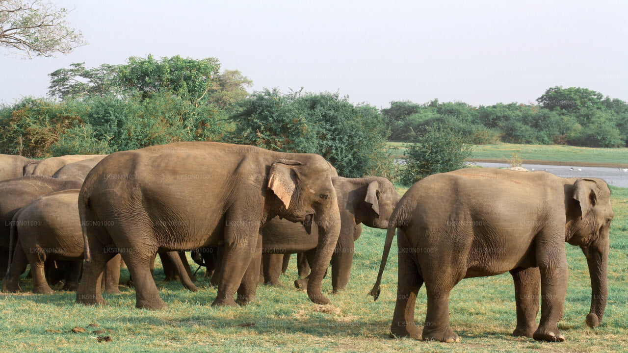 Maduru Oya nationalpark privat safari med naturforskare