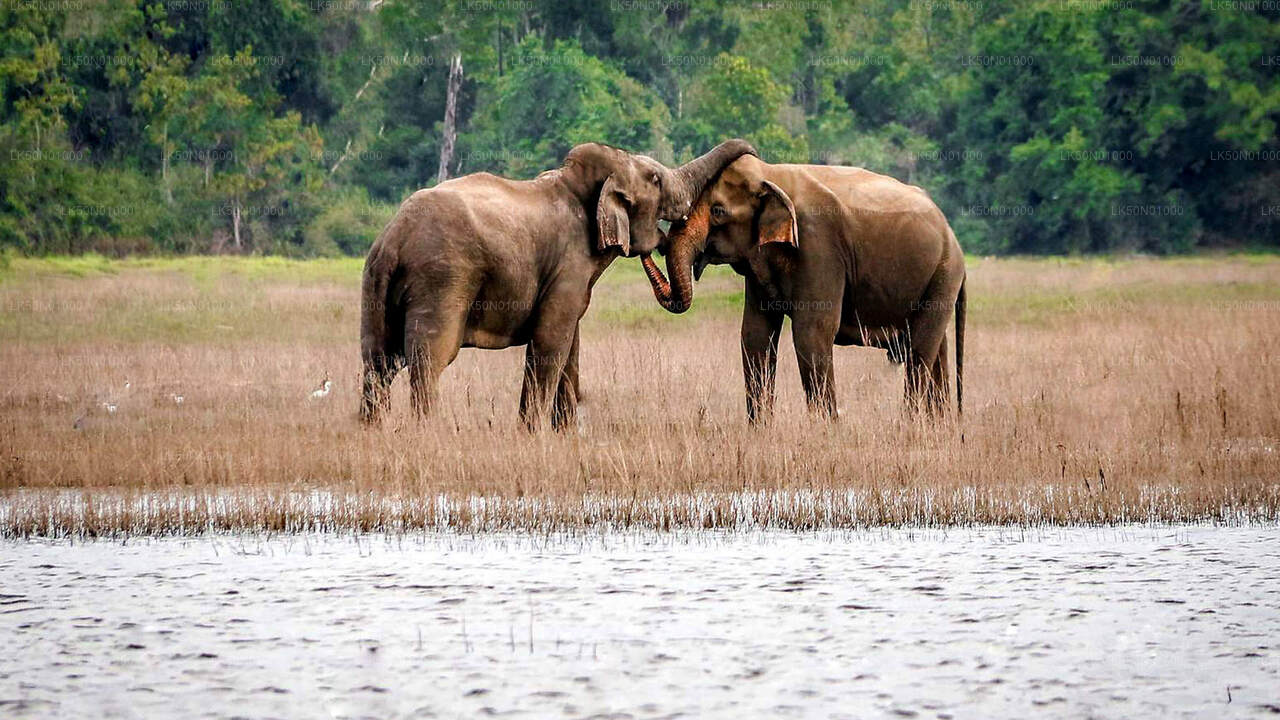 Maduru Oya nationalpark privat safari med naturforskare