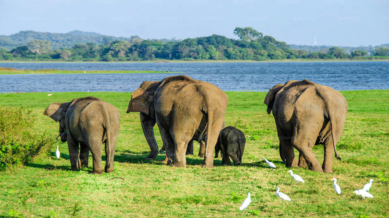 Maduru Oya nationalpark privat safari med naturforskare