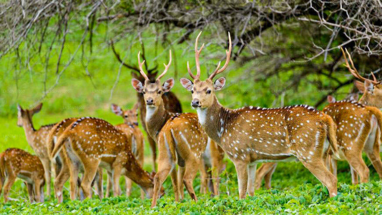 Maduru Oya nationalpark privat safari med naturforskare