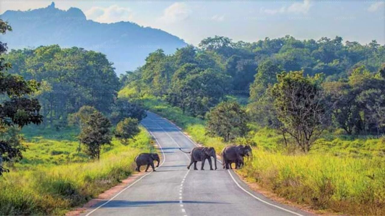 Maduru Oya nationalpark privat safari med naturforskare