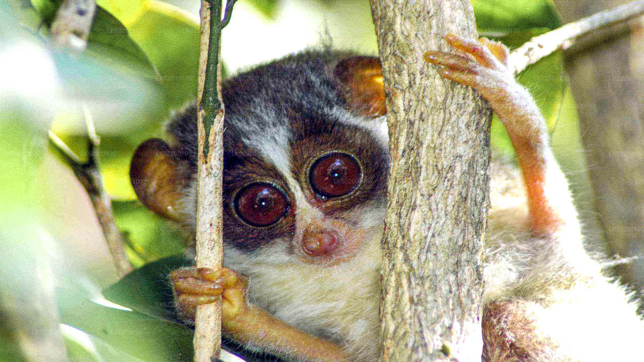 Loris tittar från Sigiriya