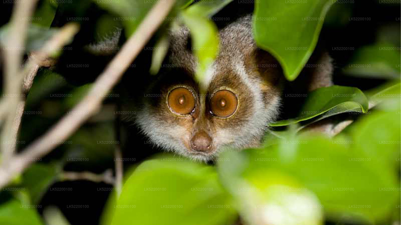 Loris tittar från Sigiriya