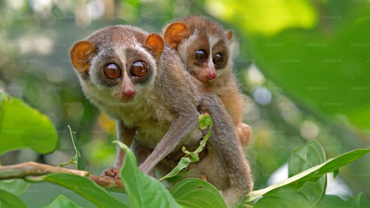 Loris tittar från Sigiriya