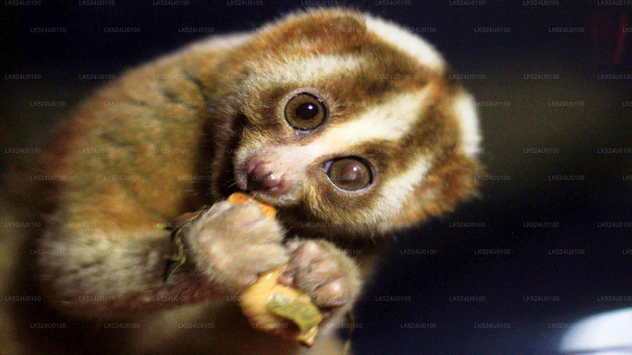 Loris Watching in Sinharaja Rainforest