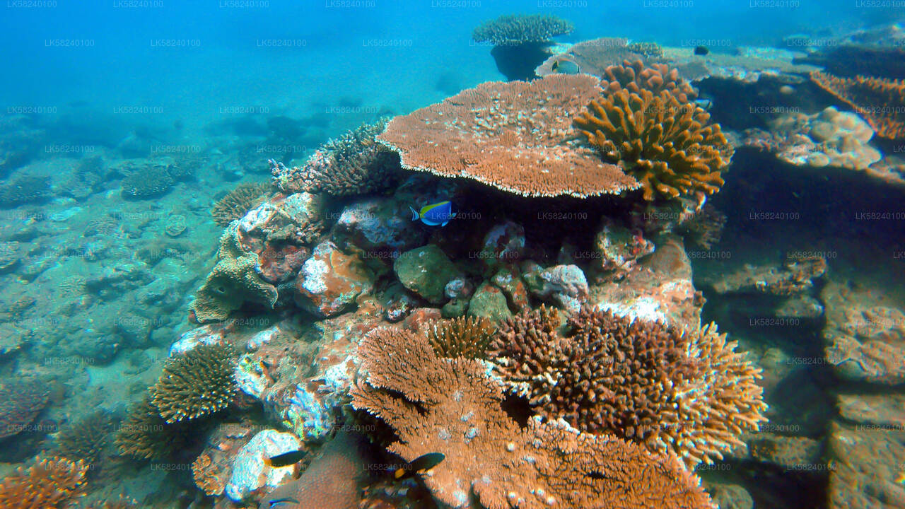 Snorkeling in Pigeon Island from Nilaveli