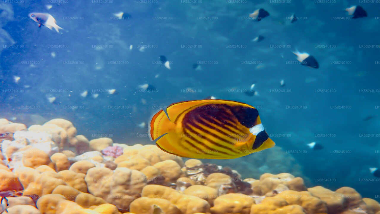 Snorkeling in Pigeon Island from Nilaveli