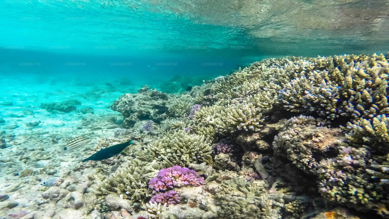 Snorkeling in Pigeon Island from Nilaveli