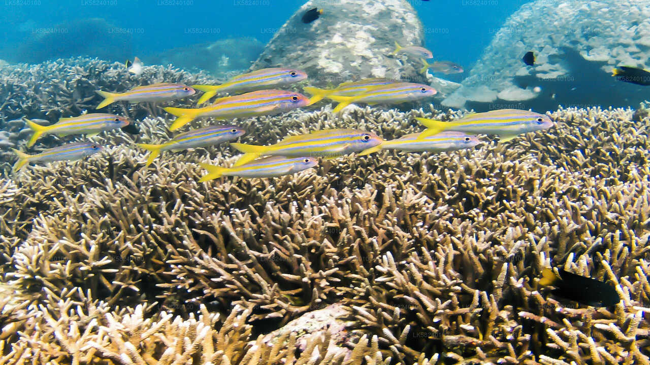 Snorkeling in Pigeon Island from Nilaveli