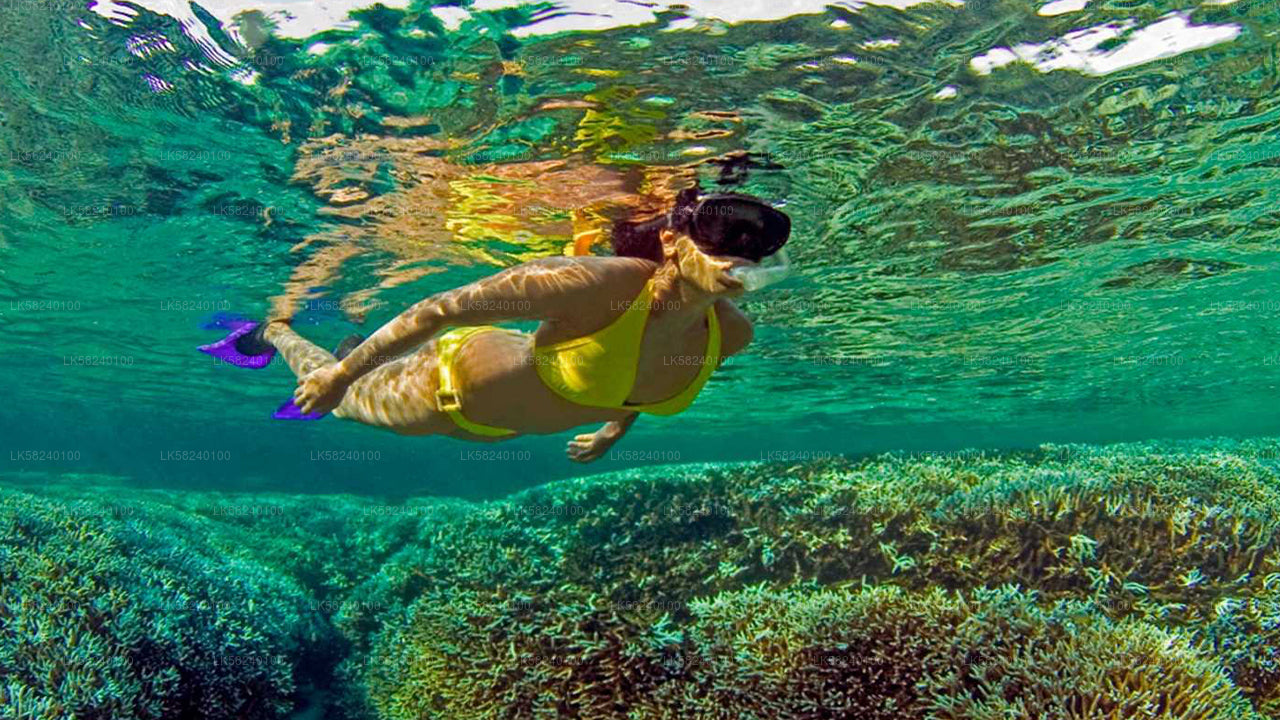 Snorkeling at Pigeon Island from Nilaveli