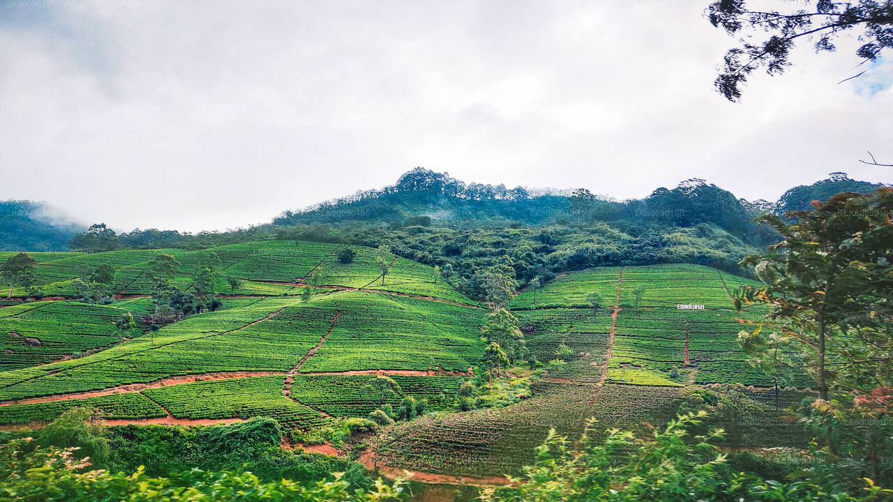 Tea Estate Experience from Ella