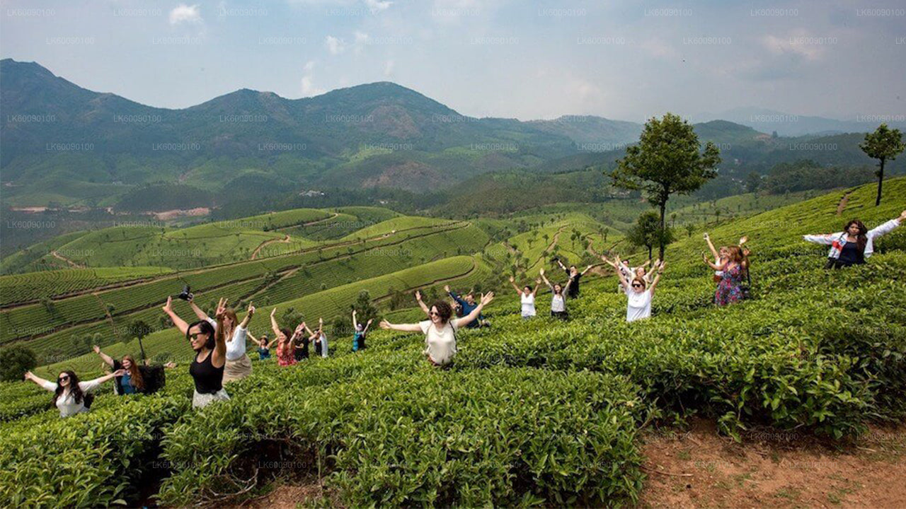 Tea Estate Experience from Ella