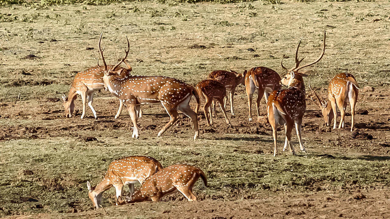 Udawalawe nationalpark Safari från Ella