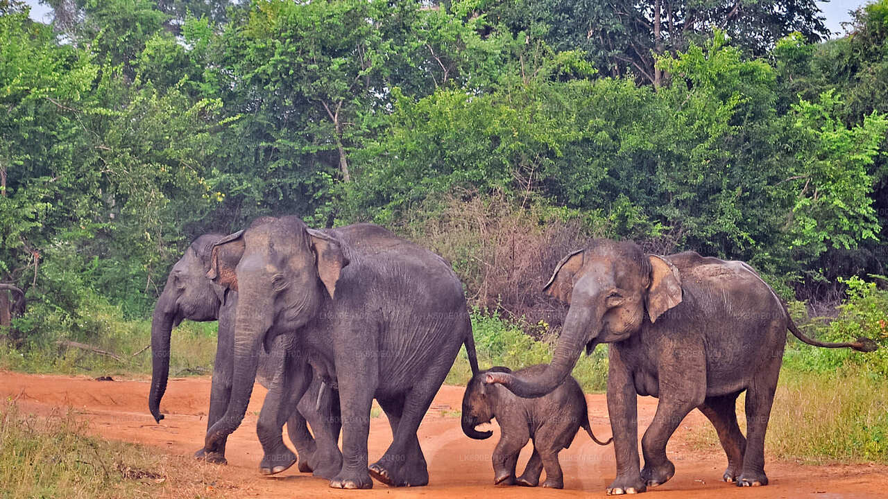 Udawalawe nationalpark Safari från Beruwala