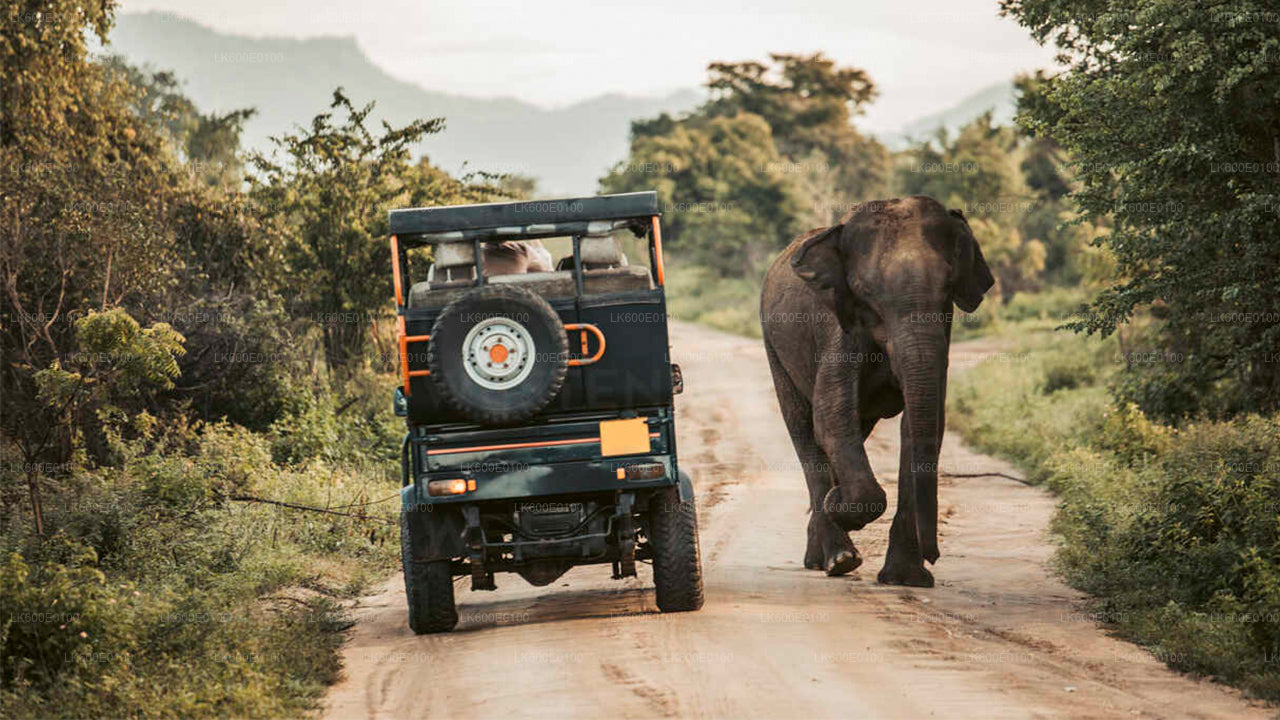 Udawalawe nationalpark Safari från Beruwala