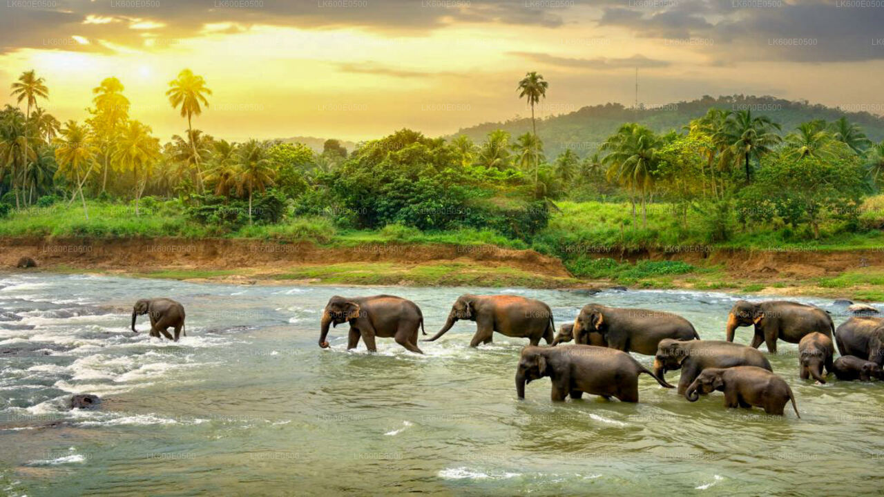 Pinnawala Elephant Orphanage from Beruwala