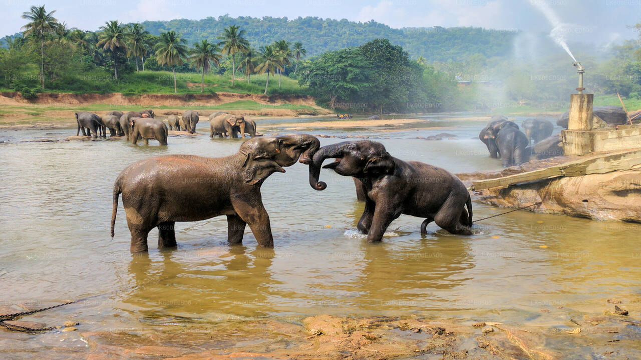 Pinnawala Elephant Orphanage from Beruwala