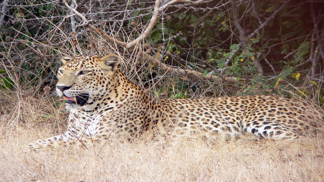 Yala National Park Safari from Beruwala