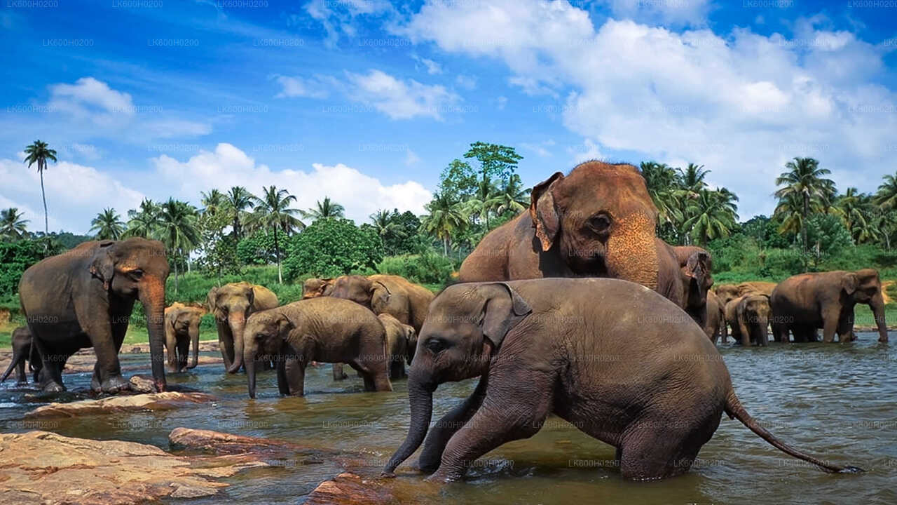 Pinnawala Elephant Orphanage from Colombo