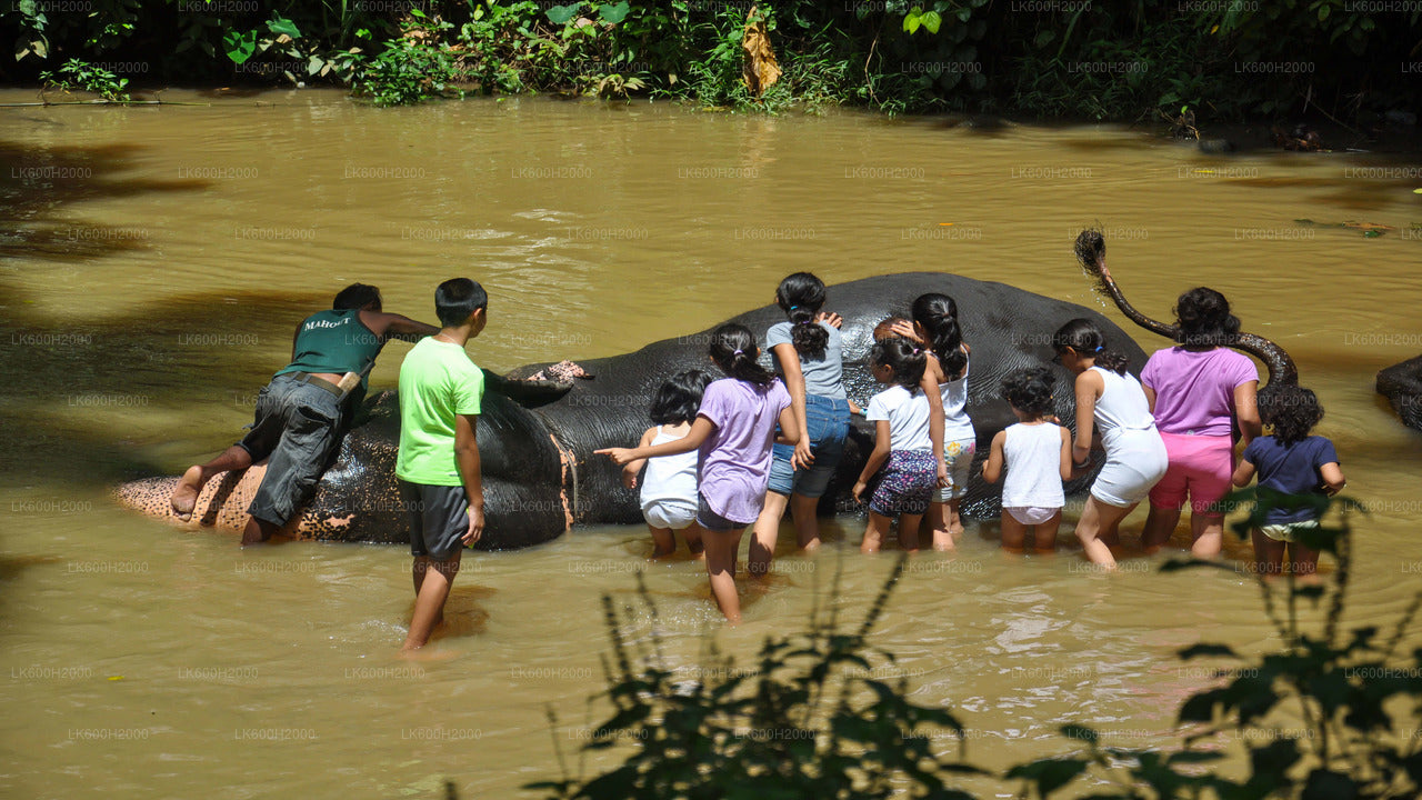 Millennium Elephant Foundation Besök från Colombo flygplats