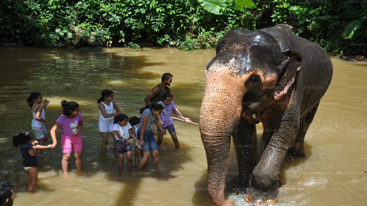 Millennium Elephant Foundation Besök från Colombo flygplats