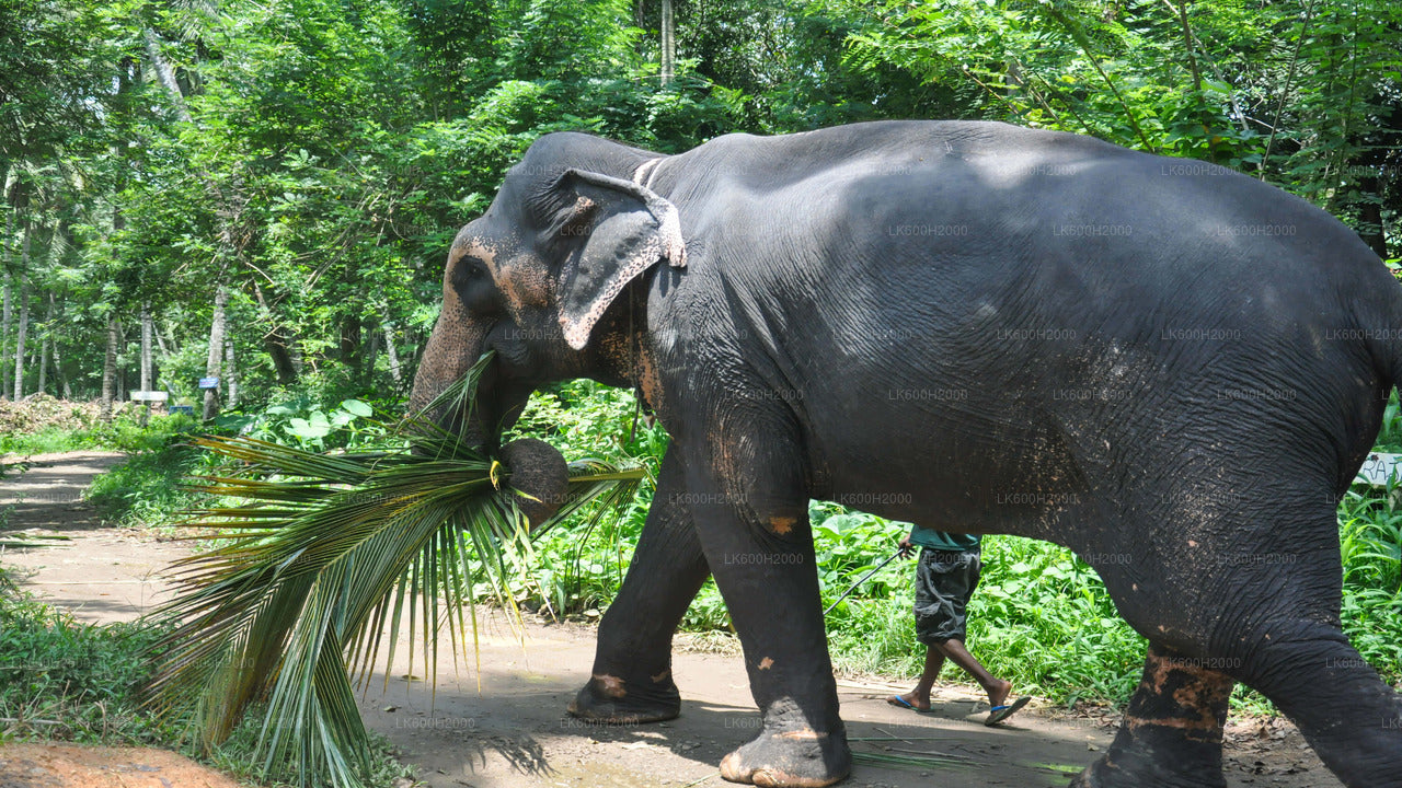 Millennium Elephant Foundation Besök från Colombo flygplats