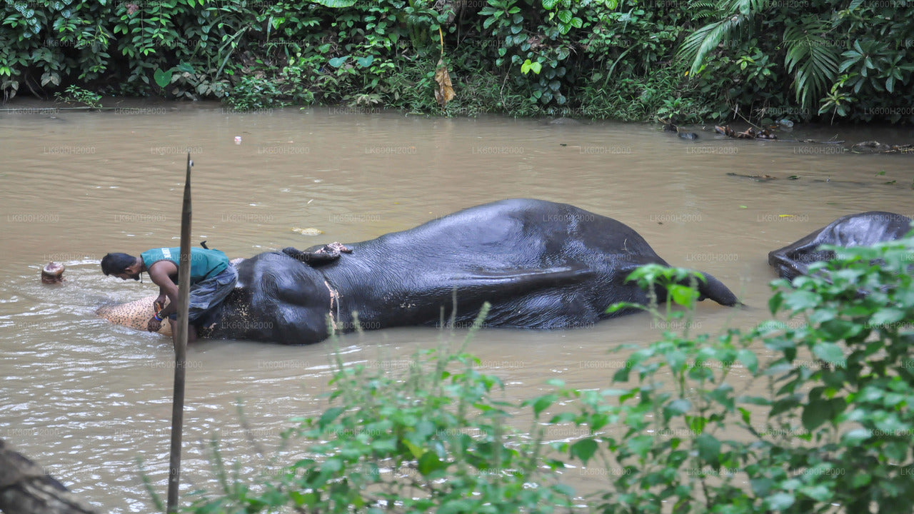 Millennium Elephant Foundation Besök från Colombo flygplats