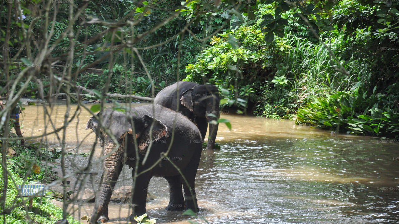 Millennium Elephant Foundation Besök från Colombo flygplats