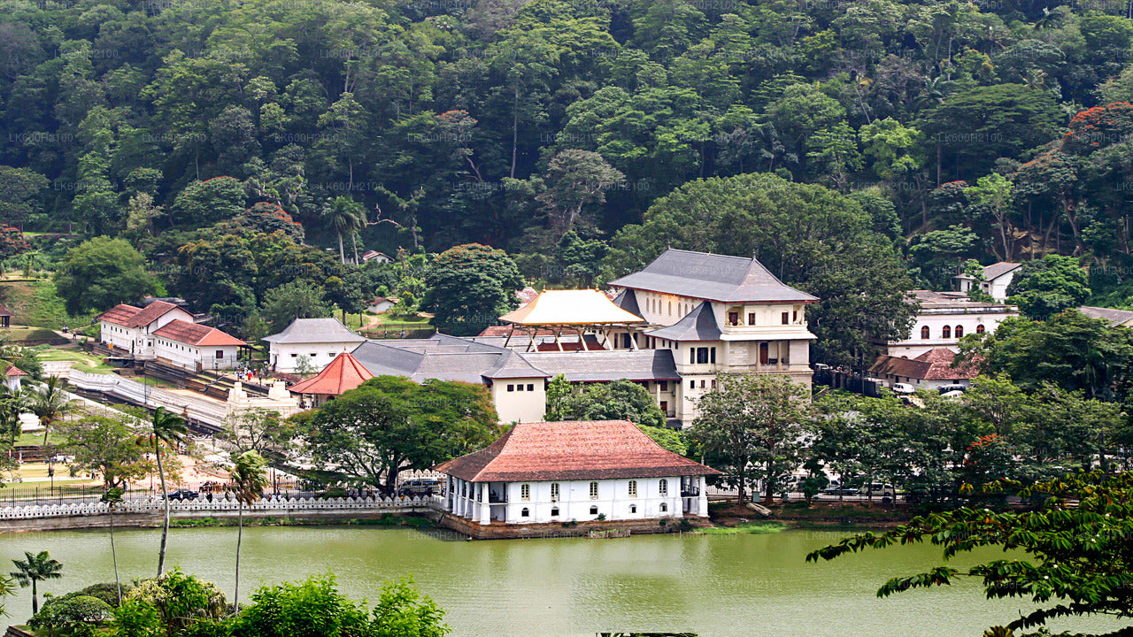 Kandy City Tour och Millennium Elephant Foundation Besök från Colombo