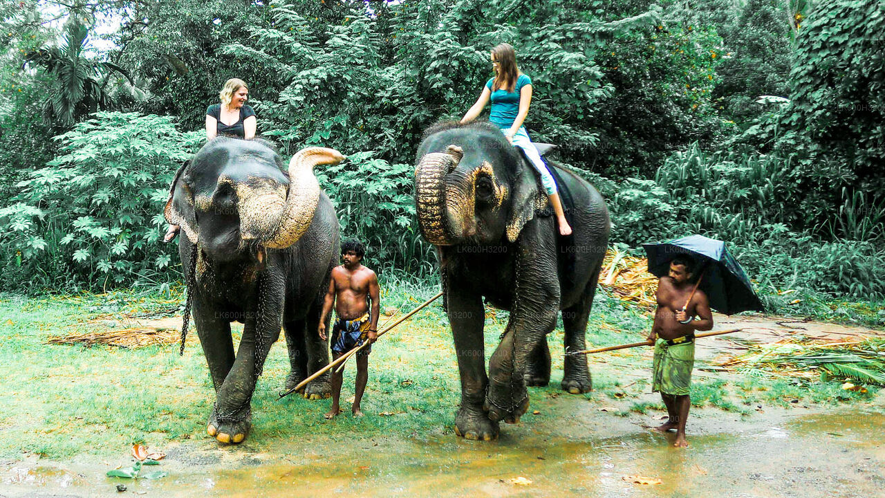 Pinnawala Elephant Orphanage and Village Tour from Colombo