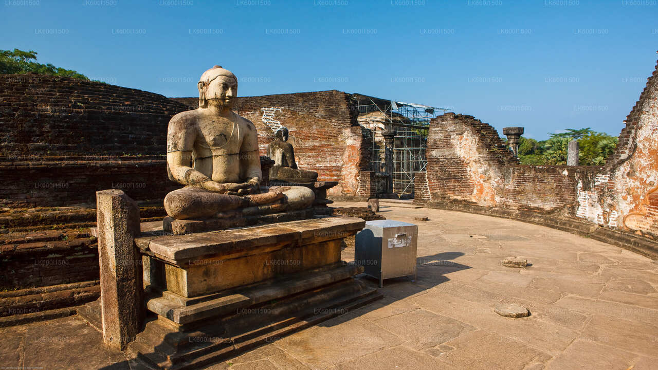 Polonnaruwa Ancient Kingdom och Wild Elephant Safari från Dambulla