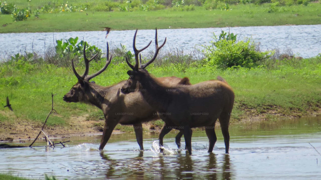 Yala National Park Safari från Galle