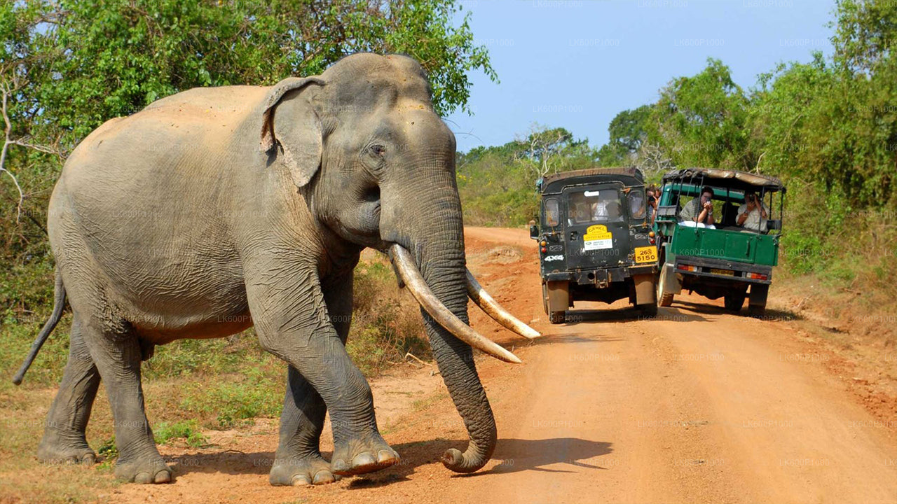 Yala National Park Safari från Galle